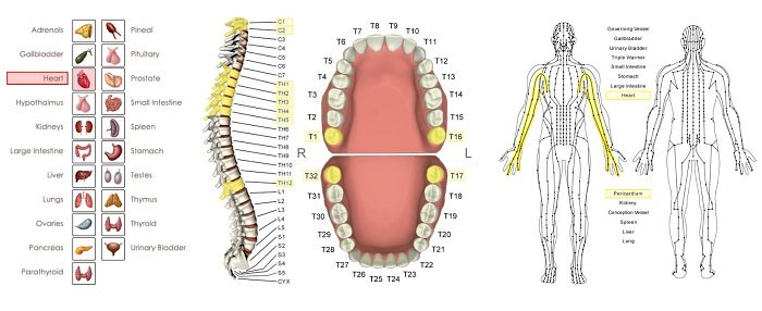 Heart relationships in ZYTO vectors tab
