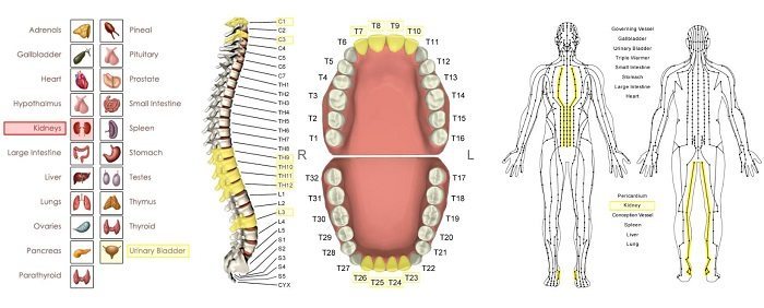fear stressor vectors