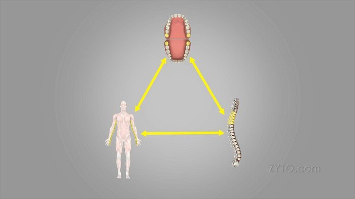 heart meridian and teeth and vertebrae vector relationship graphic