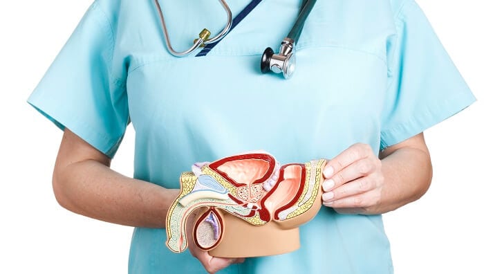 doctor showing model of male reproductive system