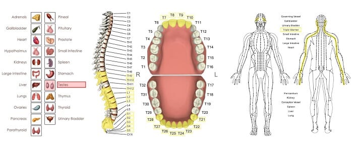 stressor vector relationships for testes
