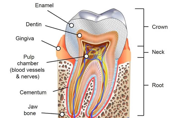 diagram showing tooth structure