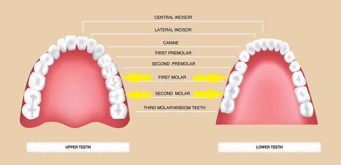 tooth chart highlighting molars