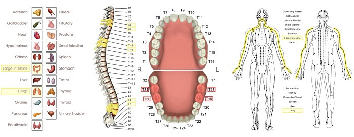 vectored relationships chart of molars stressors on bottom teeth