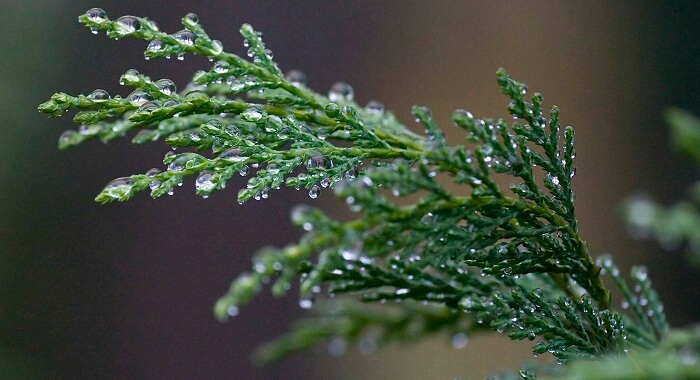 cypress tree leaves closeup