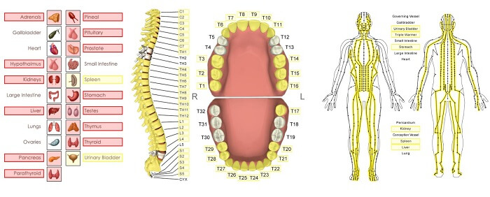 chart of endocrine system energetic relationships