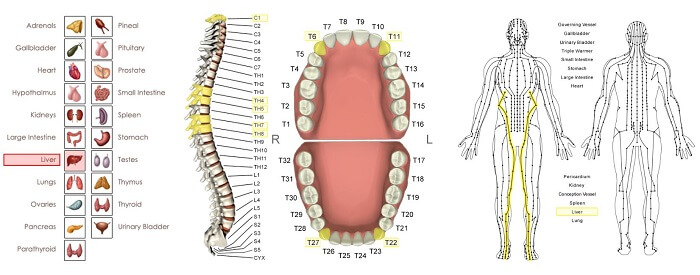 liver energetic vectors diagram