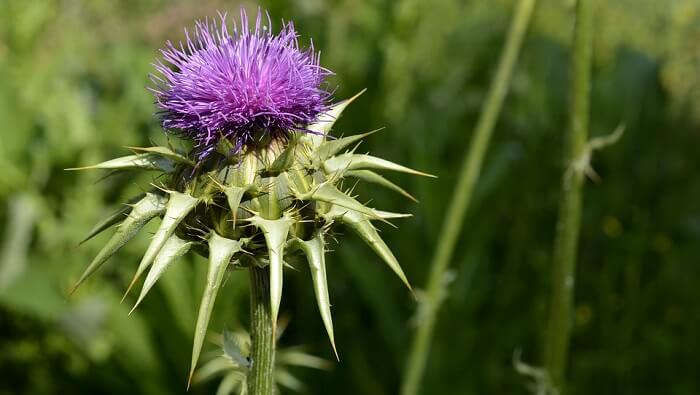 milk thistle herb