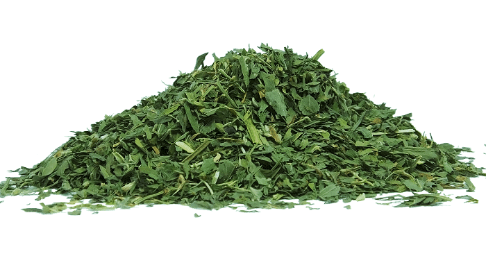 cut alfalfa on white background