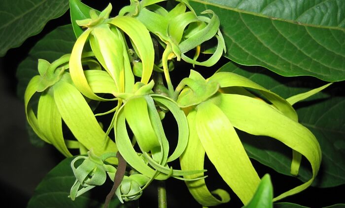 ylang ylang plant