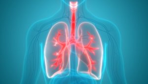 3d graphic of human lungs