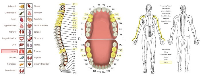 lungs energetic connections chart