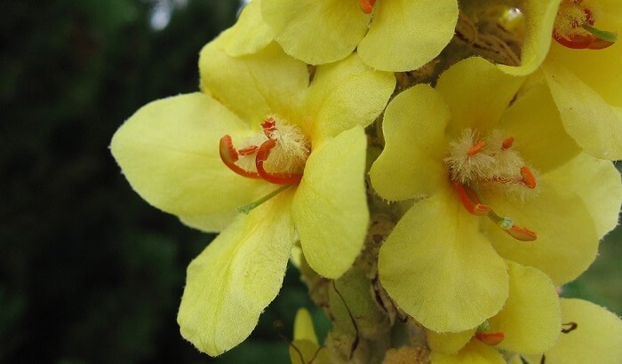 mullein plant