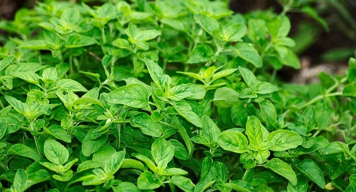 oregano plant