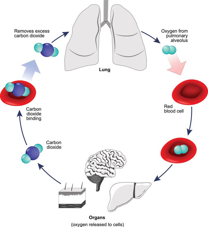 diagram of the respiration process