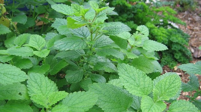lemon balm plant - herbs for nervous system health