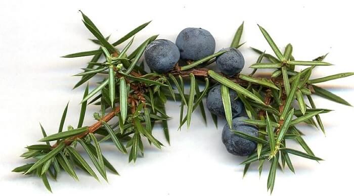 juniper berries and leaves on white background