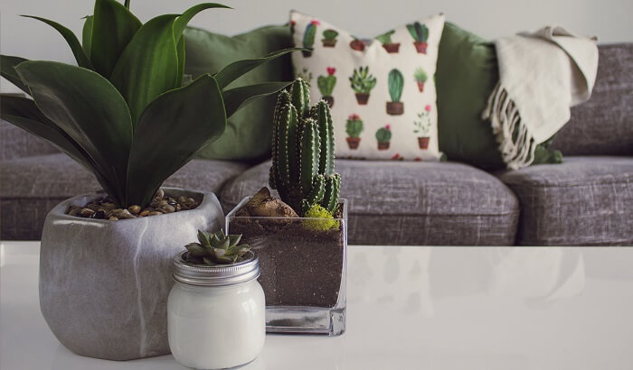 benefits of houseplants concept - plants on coffee table