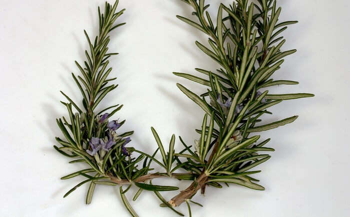 rosemary branch on white background