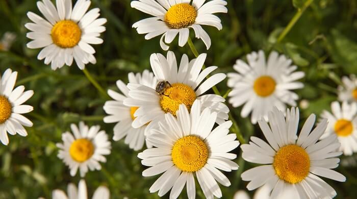 roman chamomile flowers