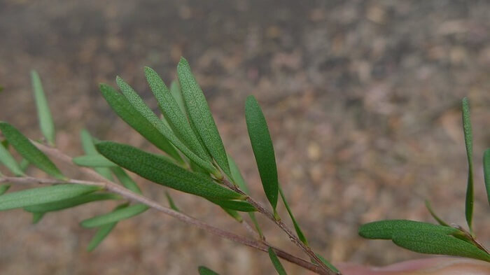 tea tree leaves