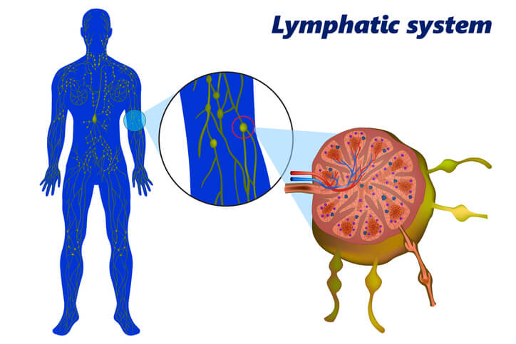 lymphatic system graphic model and close up of lymph node structure