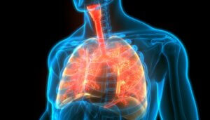 3d illustration of human respiratory system anatomy