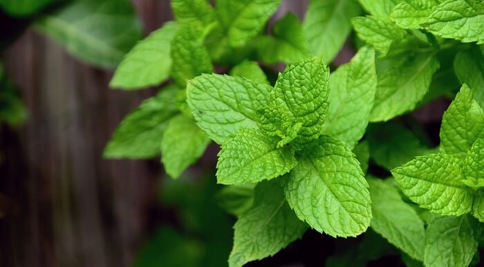 peppermint plant leaves