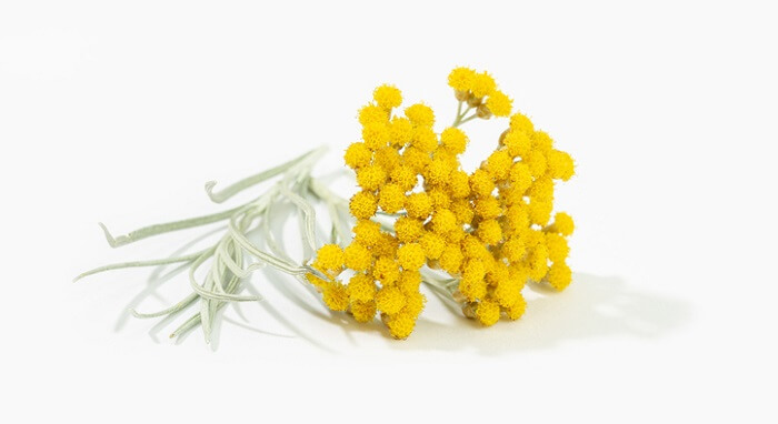 helichrysum flowers and leaves on white background