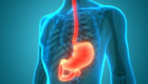 3d graphic of stomach