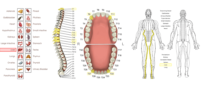 liver energetic vectors chart