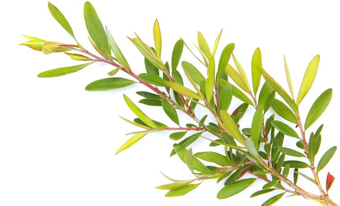 tea tree leaves on white background
