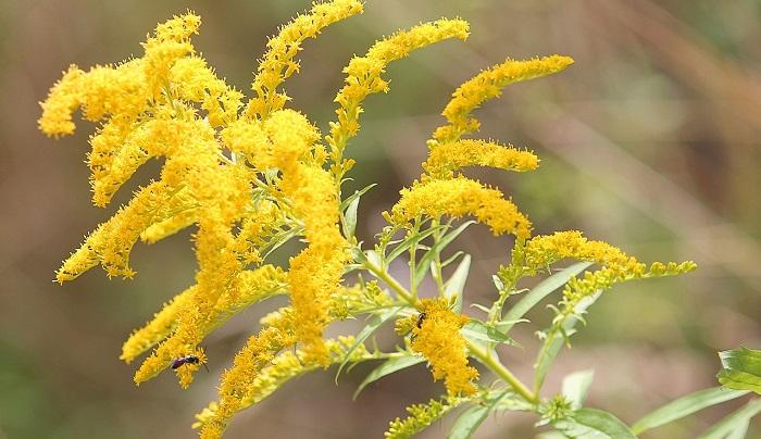 goldenrod plant