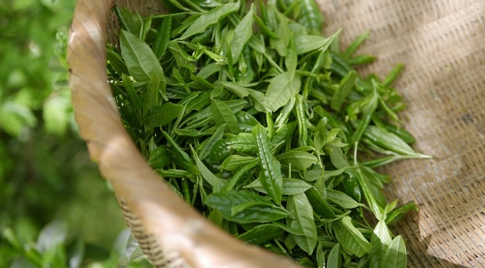 green tea leaves in basket