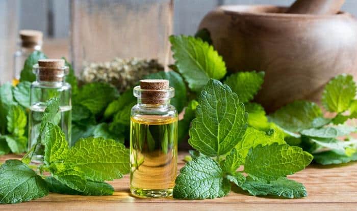 melissa (lemon balm) leaves next to essential oil bottle