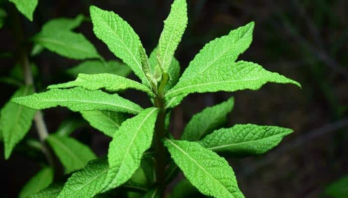 spearmint plant