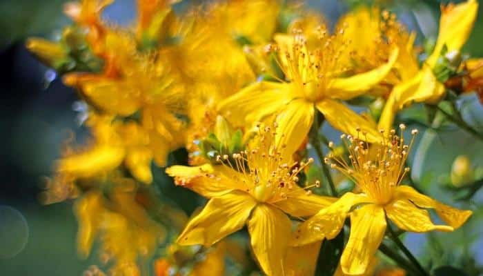 st. johns wort hypericum perforatum flowers