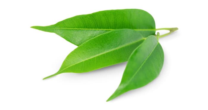 Tea tree leaves on white background