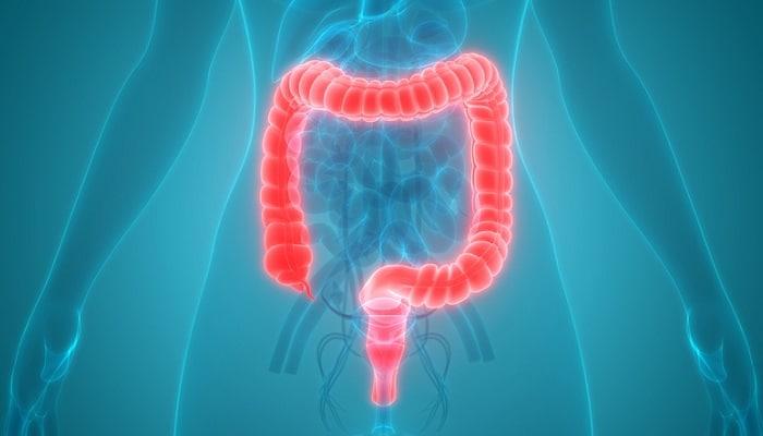 3d graphic of large intestine