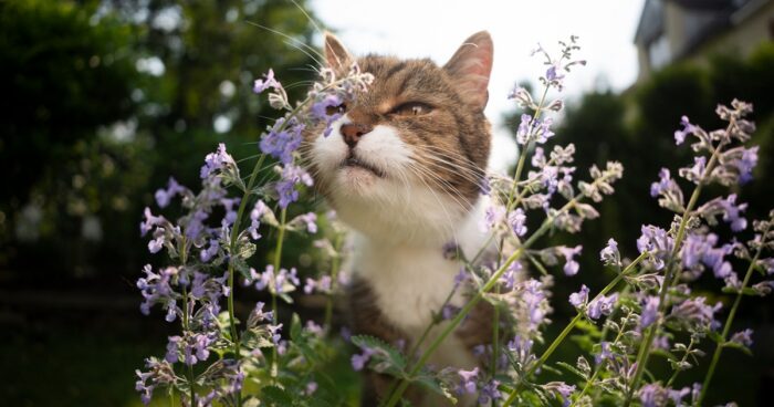 tabby cat rubbing against catnip plant