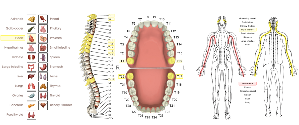 pericardium meridian vector chart