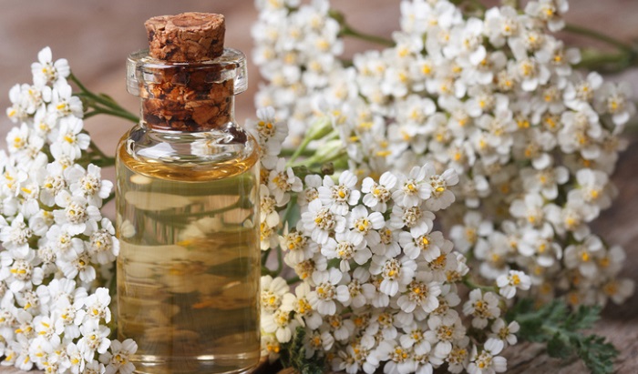 yarrow plant next to essential oil bottle