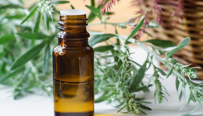 wormwood leaves and essential oil bottle