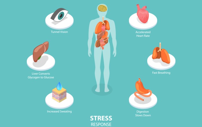 diagram of stress impact on the body