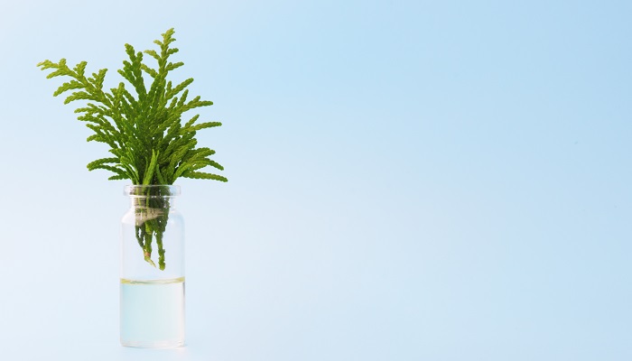 juniper leaves in essential oil bottle