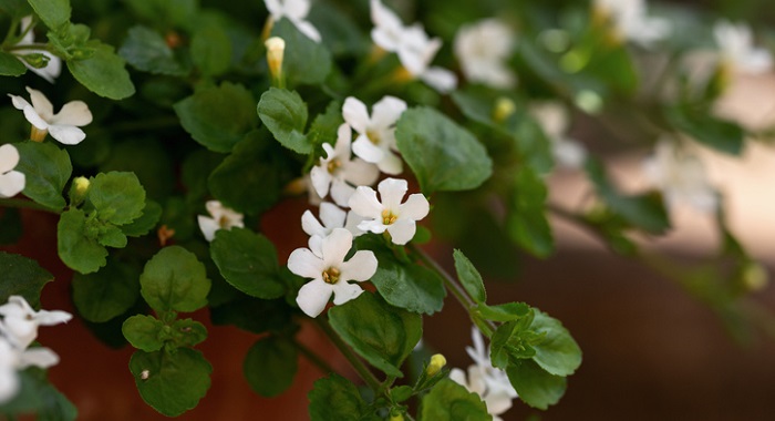 bacopa monnieri plant