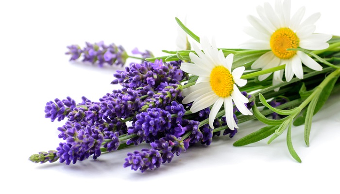 lavender and chamomile flowers on white background