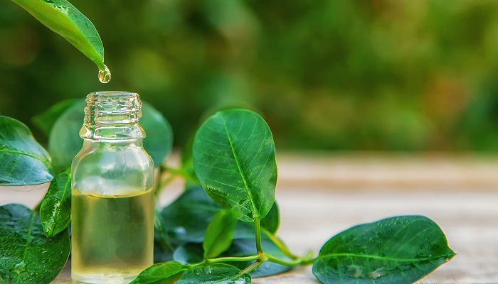 tea tree leaves next to essential oil bottle