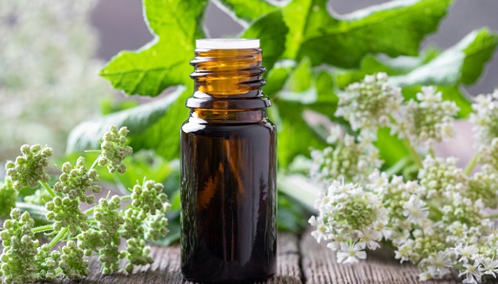 angelica plant next to essential oil bottle