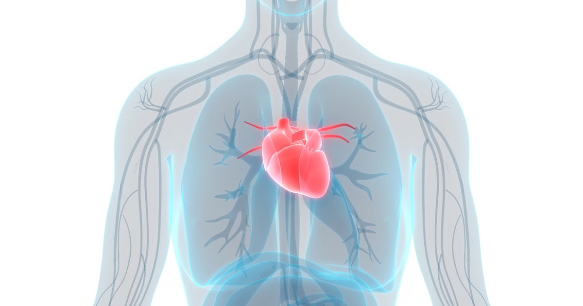 circulatory system 3d image